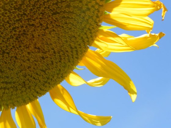 Sunflower-upclose